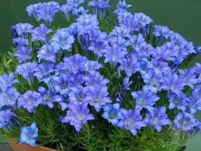 50种浪漫鲜花花语大全 50种浪漫鲜花花语大全（50种浪漫鲜花花语大全图片） 生活