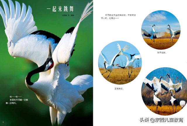 重视这一类阅读，孩子的阅读就有底气了