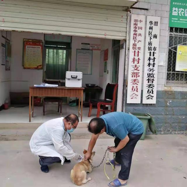 免費為全鎮犬只注射狂犬疫苗渭南華州下廟從源頭杜絕狂犬病人畜感染 Kks資訊網