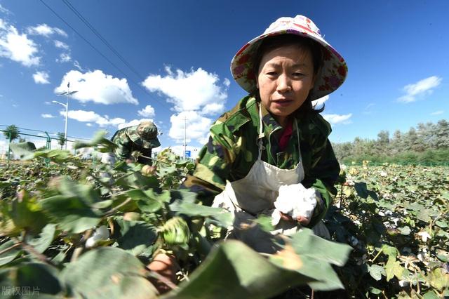 新疆有这么好的棉花栽培技术！HM你怎么敢的？