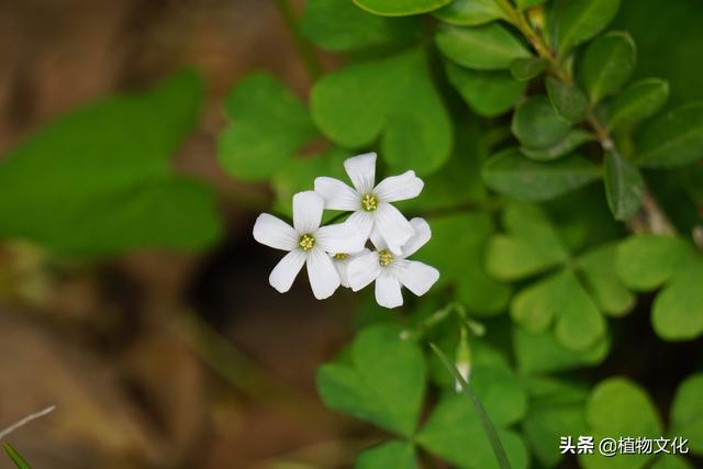 白花酢浆草