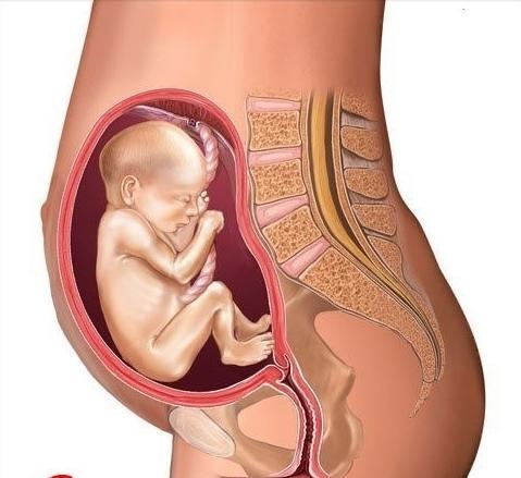 十张图教你了解不同月份胎儿的成长，从胚胎到宝宝，生命太神奇！