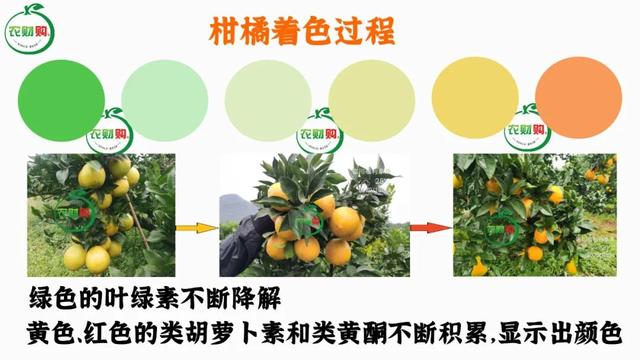 柑橘打了着色药就停止膨果？果径多大才能打着色药？4