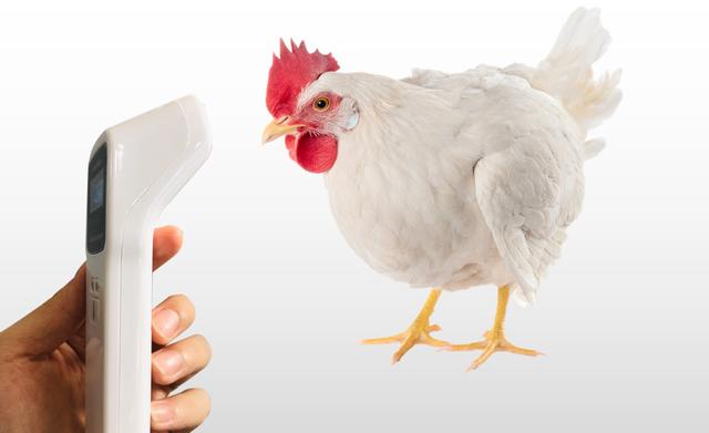 鸡皮肤在高温下会少