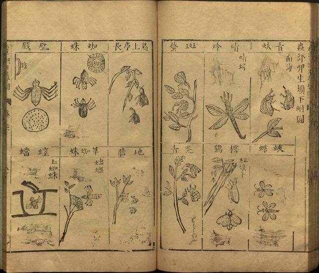 李时珍著《本草纲目》插图卷·下卷