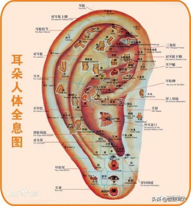 益康耳穴：耳穴疗法治疗疾病的原理是什么？