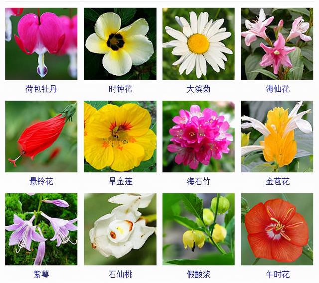 观花植物 观花植物(观花植物有哪些) 大数据