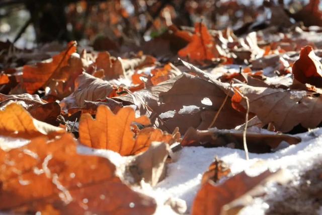立冬 | 最冷的冬天，提前开启「冬藏」，才能避免阳气外泄