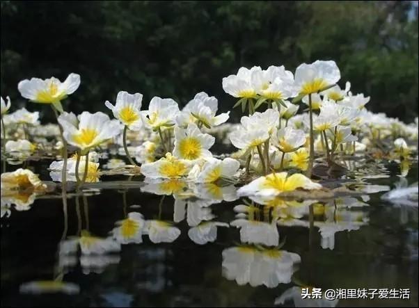 荇菜又叫什么 荇菜又叫什么（荇菜又叫什么菜） 生活