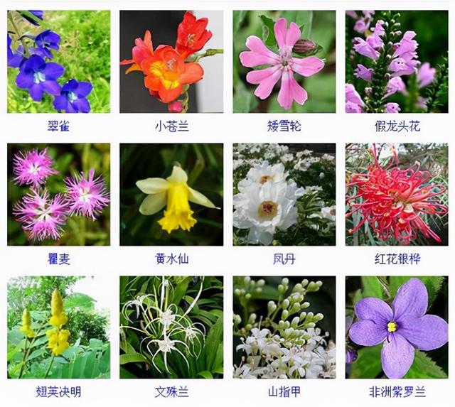 观花植物