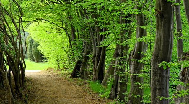 入局碳汇市场，不止是林业还有很多你未知的领域