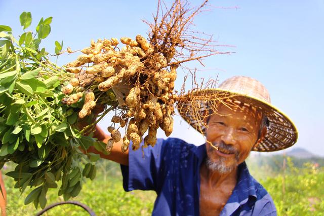 记住这个花生白绢病特效药，苗期前打1遍，防效高达98.7%6