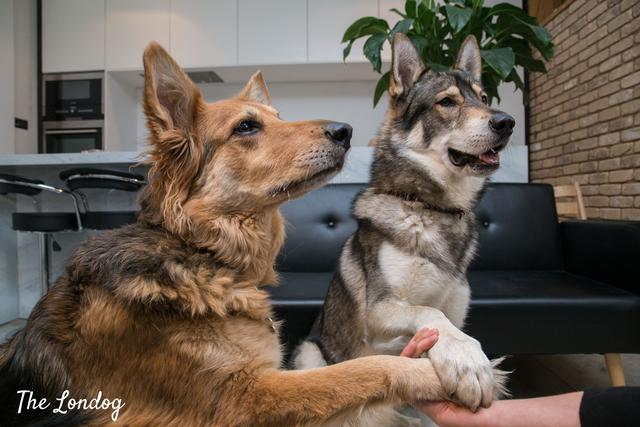 捷克狼犬