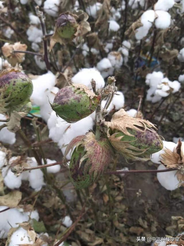 棉花封顶使用易顶②号技术（二）7