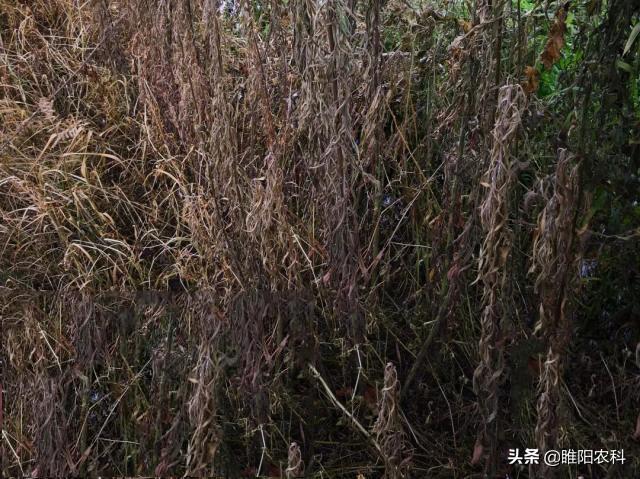 这个除草剂更厉害，杂草1天中毒，3天死草，3天播种下茬