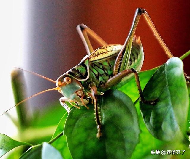 蝈蝈图片(蝈蝈图片大全) 资讯 第1张