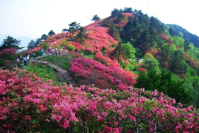 春天开的花有哪些