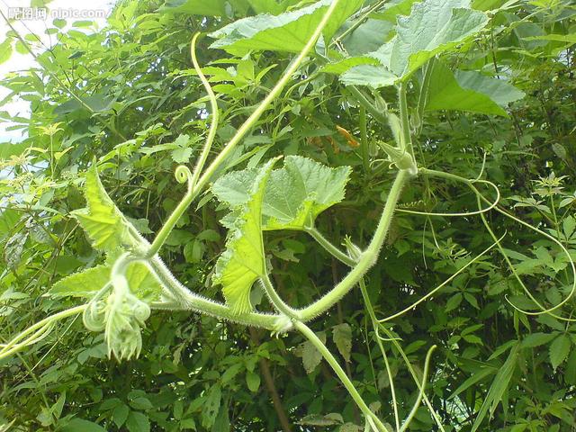 老人喜欢吃的南瓜藤，竟会给身体健康造成威胁，真是这样吗？