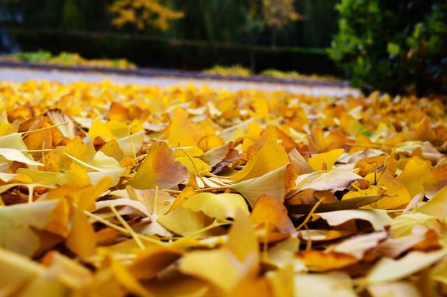 退学怎么跟家里说(退学怎么跟老师说)