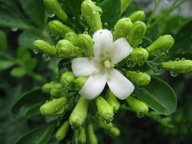 九里香花适合在室内养吗 九里香花适合在室内养吗（九里香是否适合在室内养） 生活