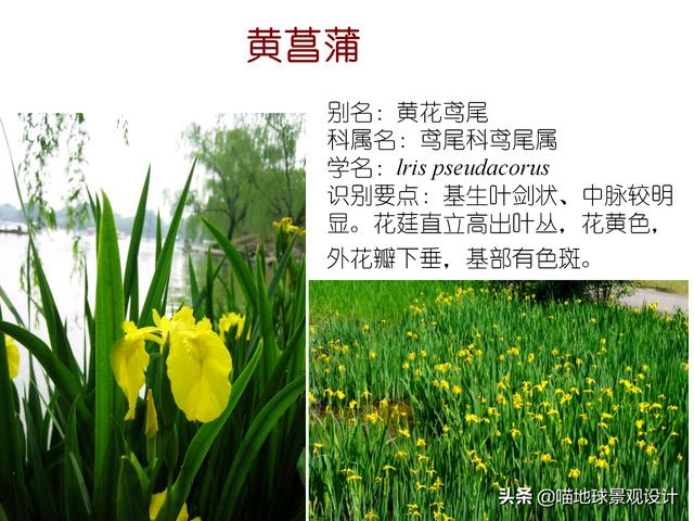 常见水生植物