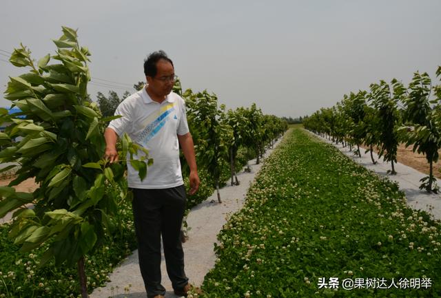 你的果园树盘进行清耕、打除草剂还是覆盖，园艺地布是不错的选择5