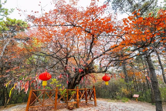 中國四大紅葉基地 焦作青天河 賞秋最佳觀賞地 景色絕美 中國熱點