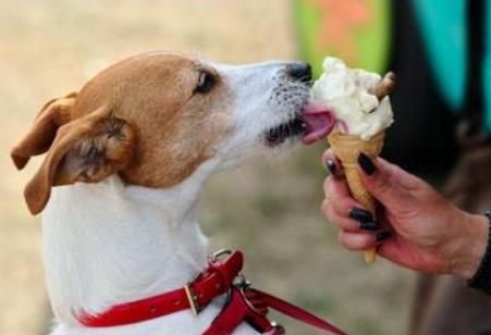 狗狗不能吃的食物