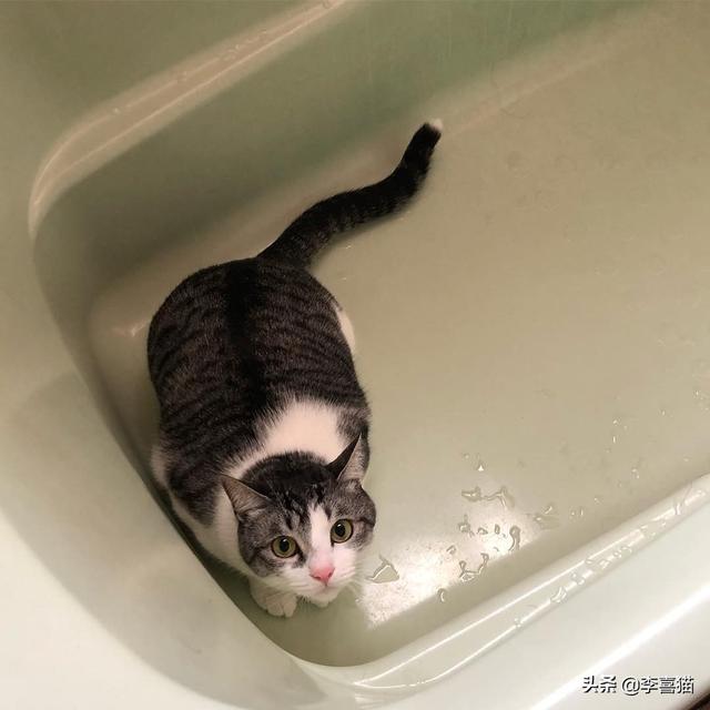 怎样养猫