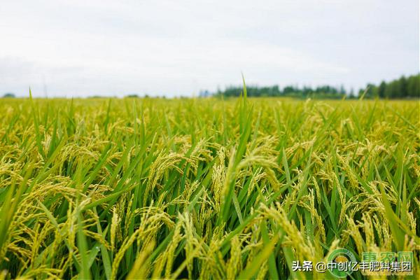 水稻常见病虫害及防治方法