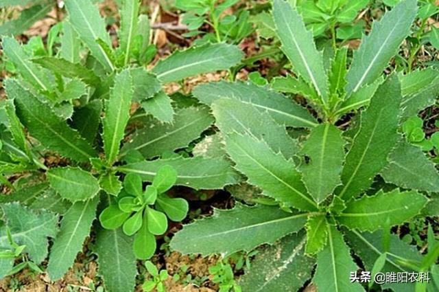 这个除草剂专杀节节草、刺儿菜、香附子等恶性杂草，3天即可死草