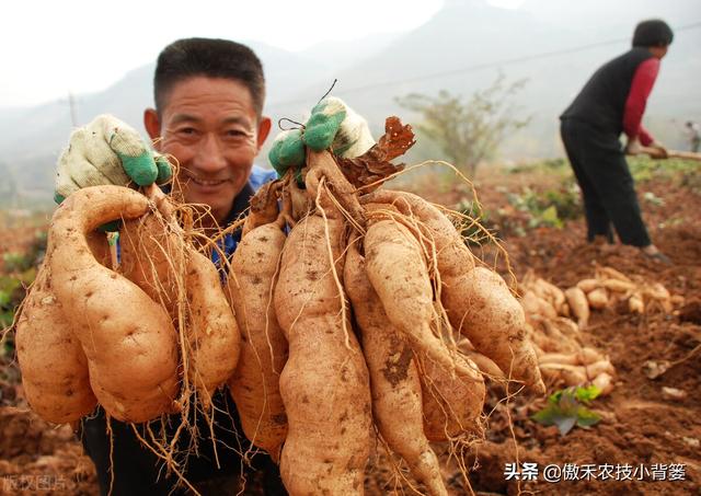 红薯开裂、凸筋、弯曲畸形不用愁，防治方法记住一个顺口溜10