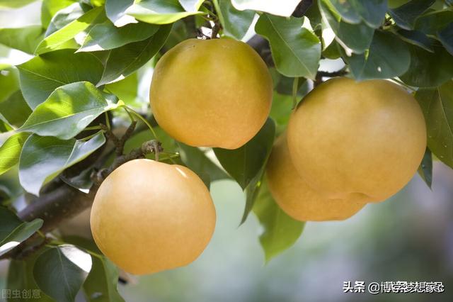 聊聊适合肺燥咳嗽的几款药