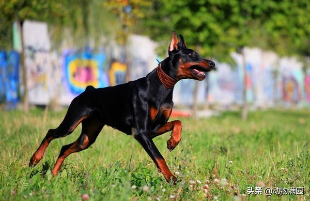 多伯曼犬 多伯曼犬（多伯曼犬和杜宾犬差异） 动物