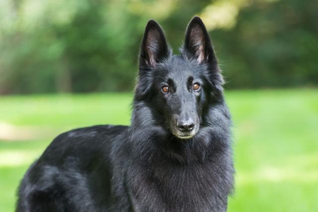 比利时牧羊犬