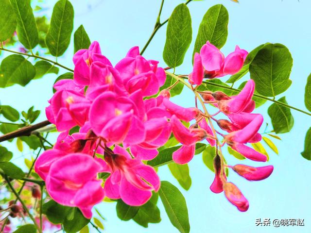 红花槐 红花槐（红花槐树图片） 生活