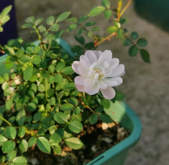 月季花的品种 月季花的品种（月季花的品种都有哪些） 生活