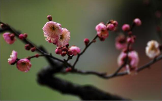 梅花的品质