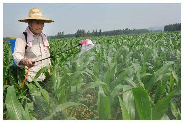 玉米上控旺剂使用过多，要怎么补救呢？