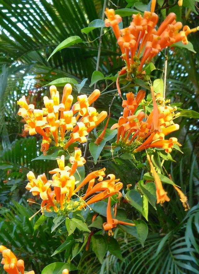 花卉名称