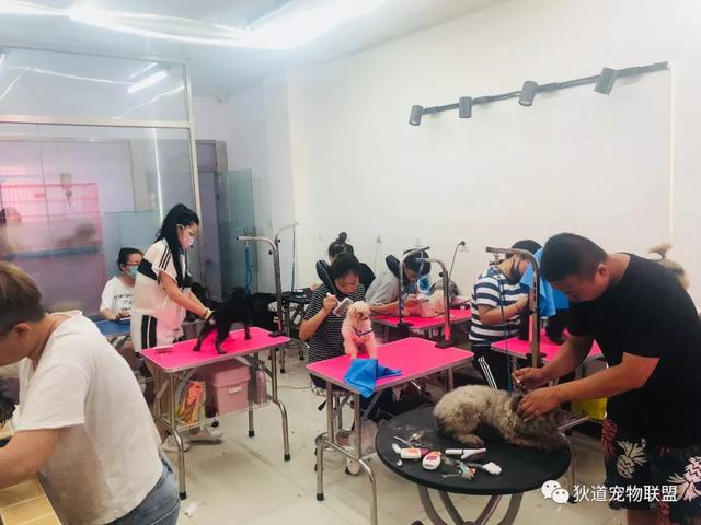 沈阳宠物美容学校