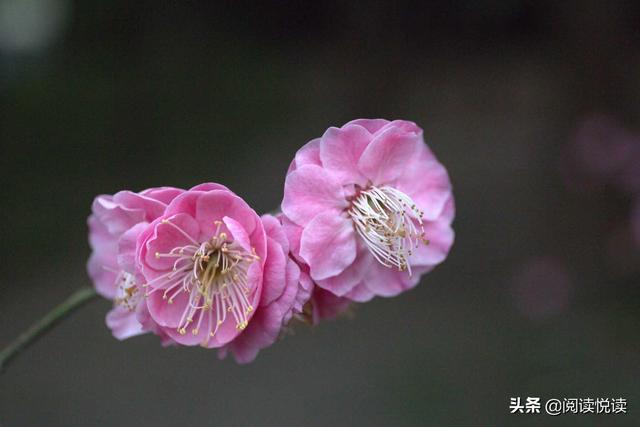 梅花的精神 梅花的精神（梅花的精神和品质） 科普