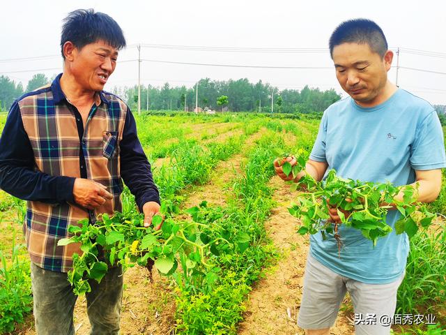 5元能配出高效草甘膦？农民应该了解的使用技巧，长效除草并不难4