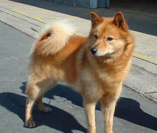芬兰狐狸犬 芬兰狐狸犬