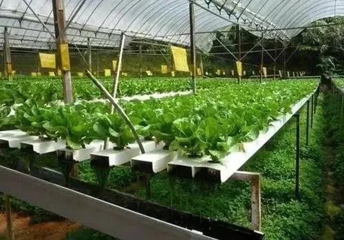 新加坡的另一面，帶你看看真實的新加坡，看完別吃驚