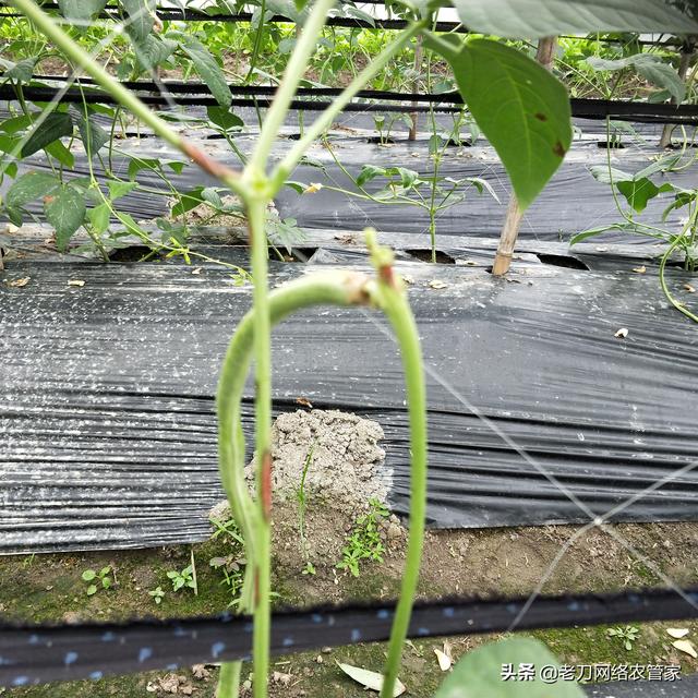 低温多雨、连续重茬豆角炭疽病易发病！防治药剂参考1