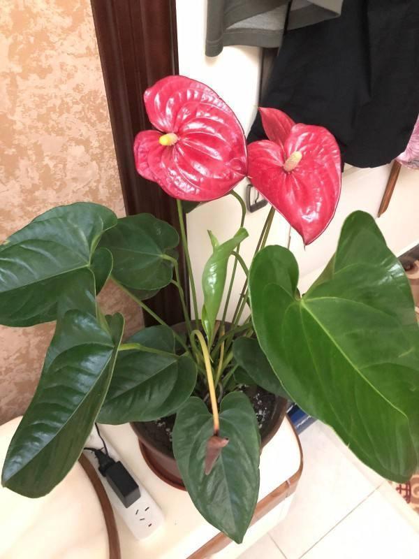 花卉名称