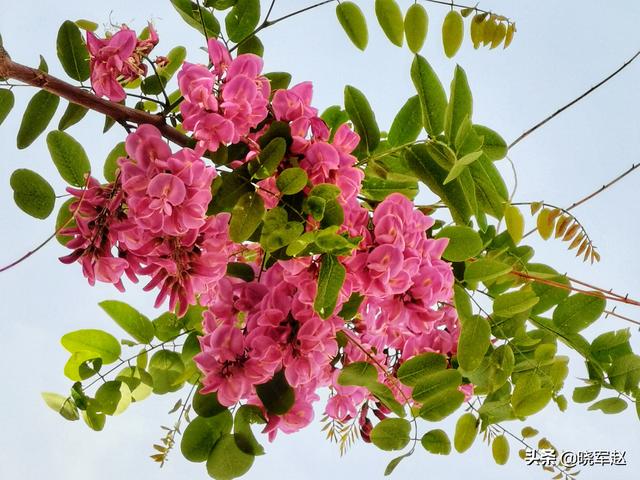 红花槐 红花槐（红花槐树图片） 生活