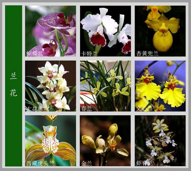 常见的花名字及图片,100种花名图册,收藏起来慢慢看,从此认花不求人?