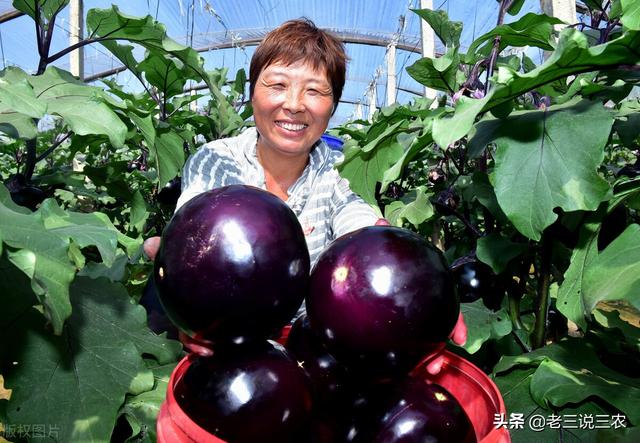 一个办法，解决白菜，番茄，小麦，花生**害虫危害问题，效果好6